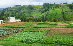 gardening-view